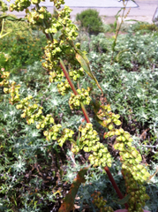 Rumex crispus crispus