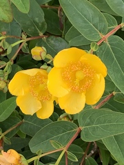 Hypericum patulum