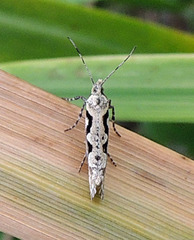 Rhigognostis interrupta