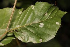 Aceria nervisequa