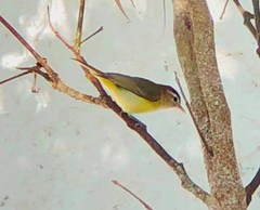 Vireo leucophrys
