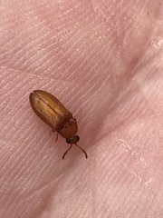 Brachypsectra fulva