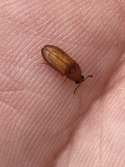 Brachypsectra fulva
