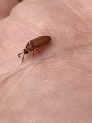Brachypsectra fulva