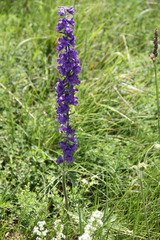 Delphinium fissum