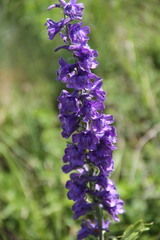Delphinium fissum