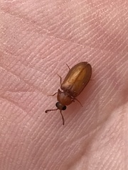 Brachypsectra fulva
