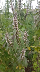 Leonurus quinquelobatus