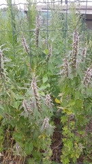 Leonurus quinquelobatus