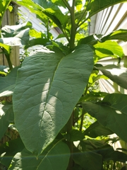 Phytolacca americana
