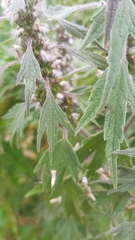 Leonurus quinquelobatus