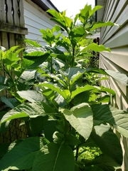 Phytolacca americana