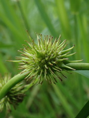 Sparganium androcladum