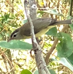 Vireo leucophrys