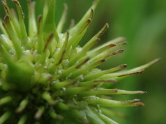 Sparganium androcladum