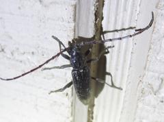 Parelaphidion incertum