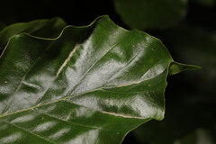 Aceria nervisequa