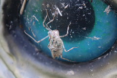 Crocothemis erythraea