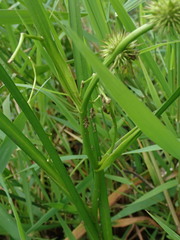 Sparganium androcladum