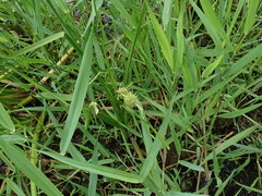 Sparganium androcladum