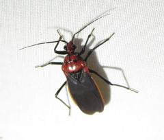 Rhiginia cinctiventris