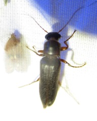 Selonodon