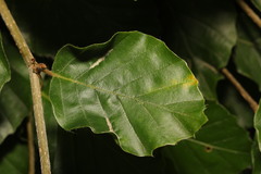 Aceria nervisequa
