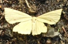 Gnophini