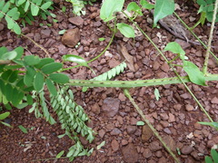 Adenopodia scelerata