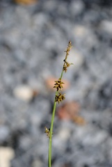 Stellulatae