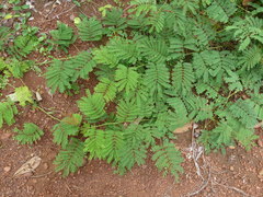 Adenopodia scelerata