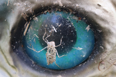 Crocothemis erythraea