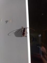 Tylonotus bimaculatus