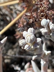 Dudleya pauciflora