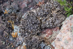 Dermatocarpon intestiniforme