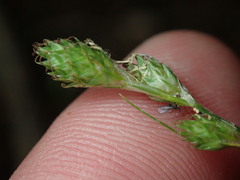Carex longii