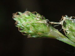 Carex longii