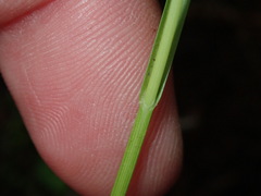 Carex longii