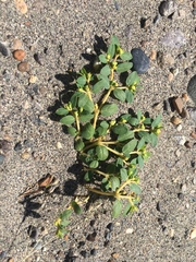 Euphorbia ocellata arenicola