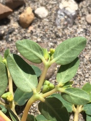 Euphorbia ocellata arenicola
