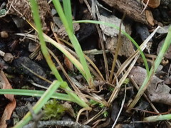 Carex longii