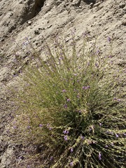 Penstemon californicus