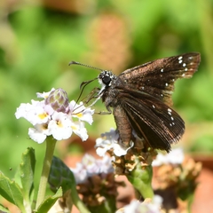 Pholisora