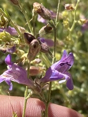 Penstemon californicus