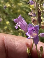 Penstemon californicus