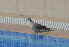 Streptopelia decaocto