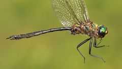 Somatochlora kennedyi