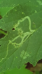 Phytomyza spondylii group
