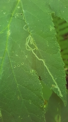 Phytomyza spondylii group
