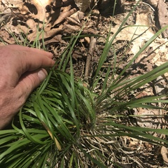 Dichanthelium depauperatum